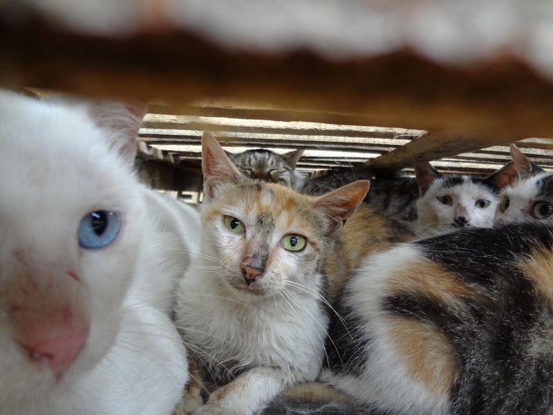 杀戮尖塔手机版生命:丧尽天良！可爱猫咪是如何变成盘中餐的! －志愿者在南京冒险跟踪调查