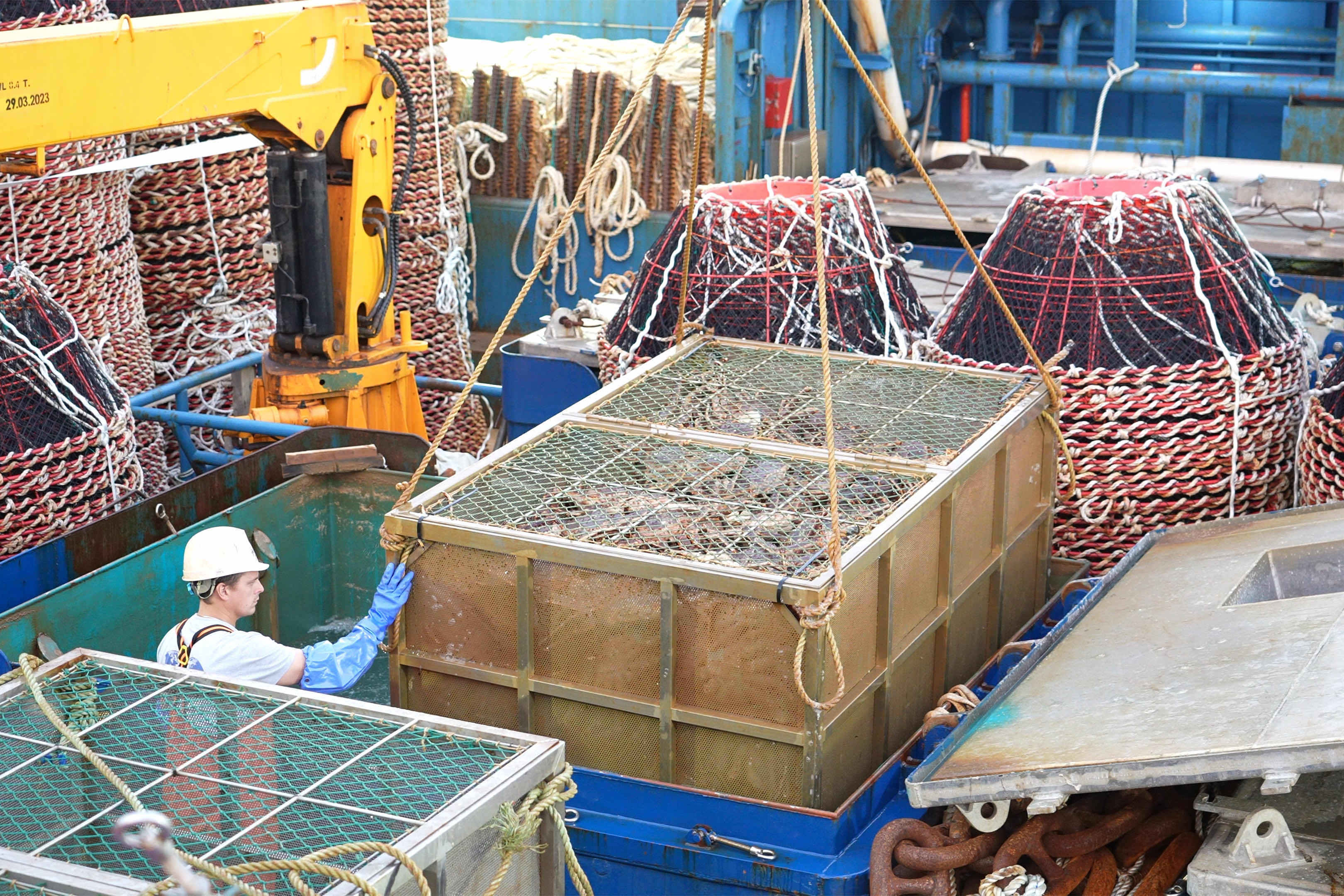 全国首艘运载超200吨帝王蟹的船舶入境，靠泊上海横沙渔港-第3张图片-太平洋在线下载