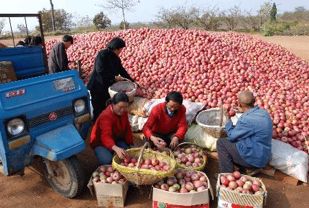 陕西省苹果种植的新闻陕西苹果价格表今日价格