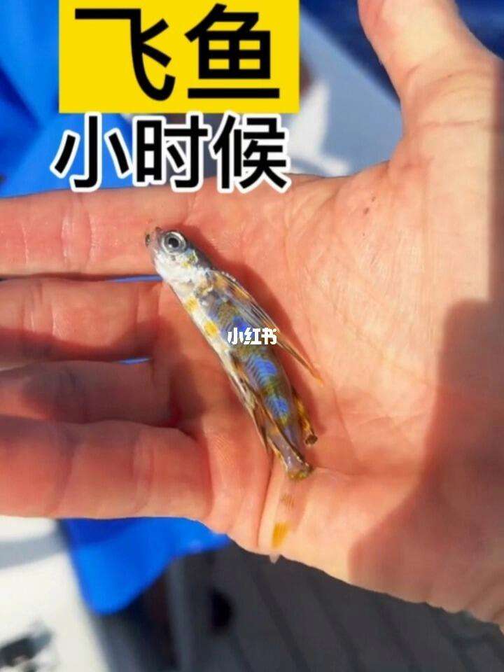 飞鱼直播体育平台手机版的简单介绍-第2张图片-太平洋在线下载