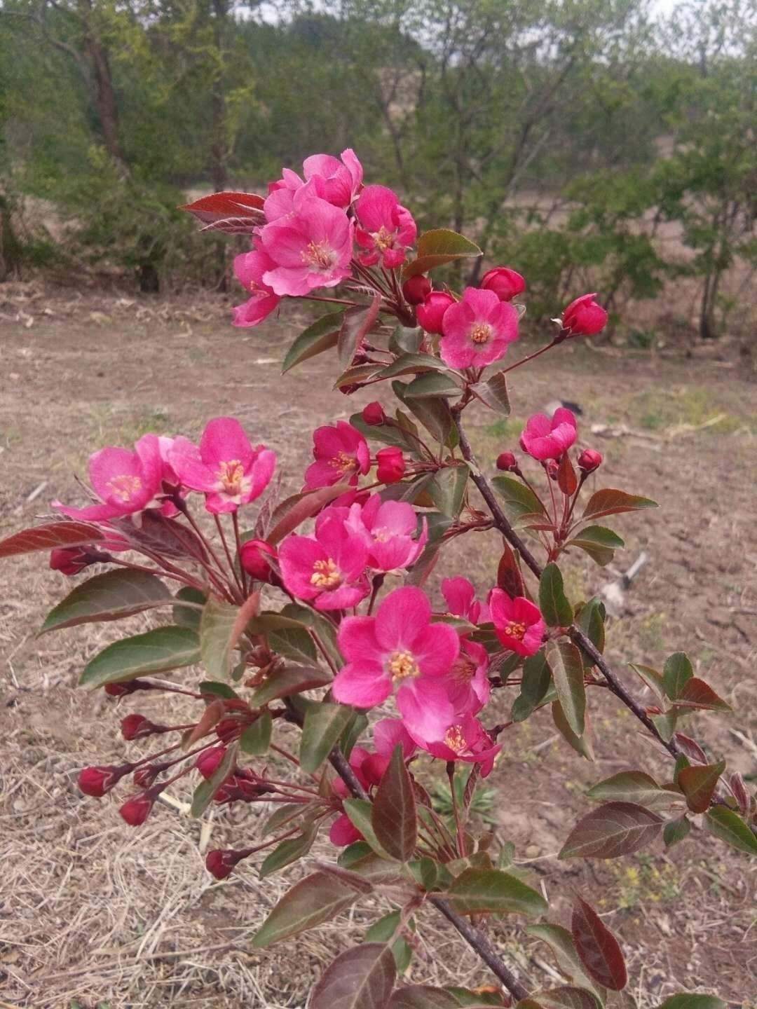 花语呢喃安卓版taptap安卓版下载-第1张图片-太平洋在线下载