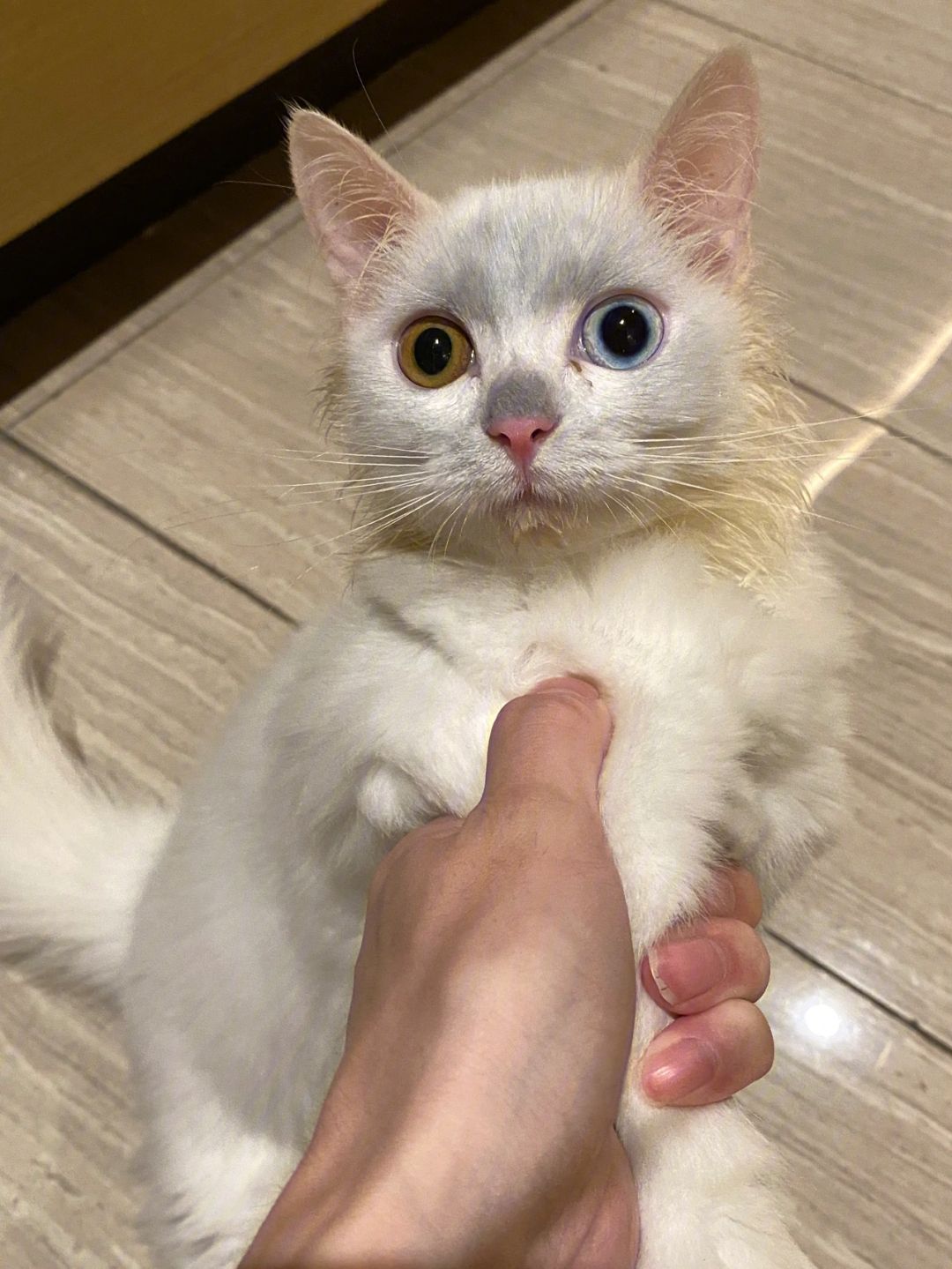 苹果版小花猫影视猫plus苹果版安装包