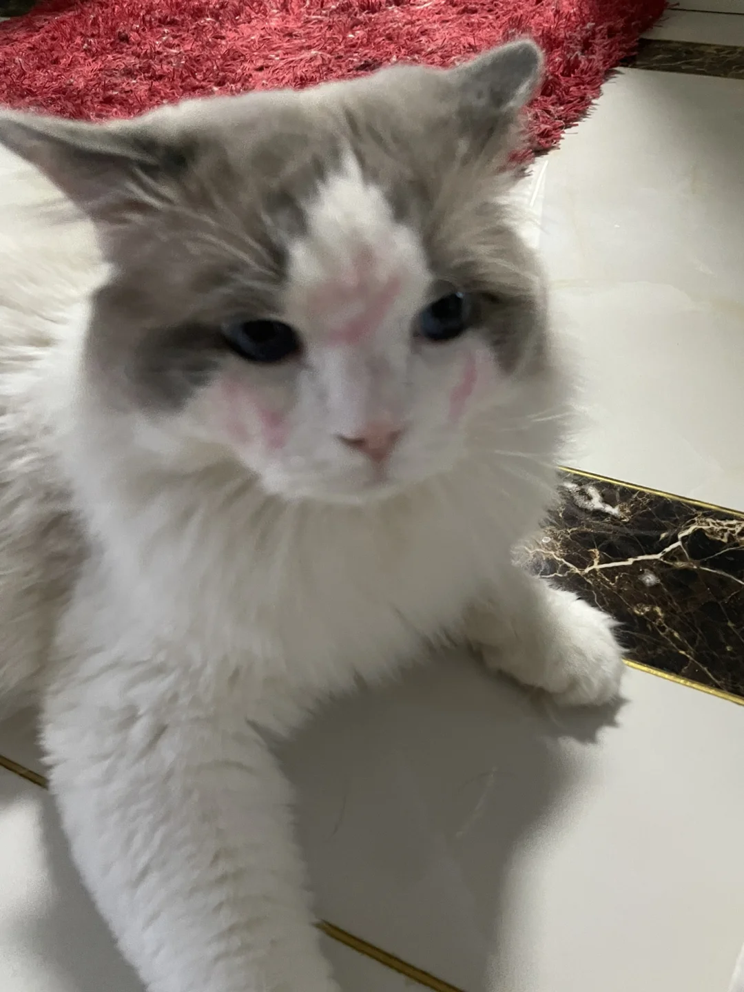 苹果版小花猫影视猫plus苹果版安装包-第2张图片-太平洋在线下载
