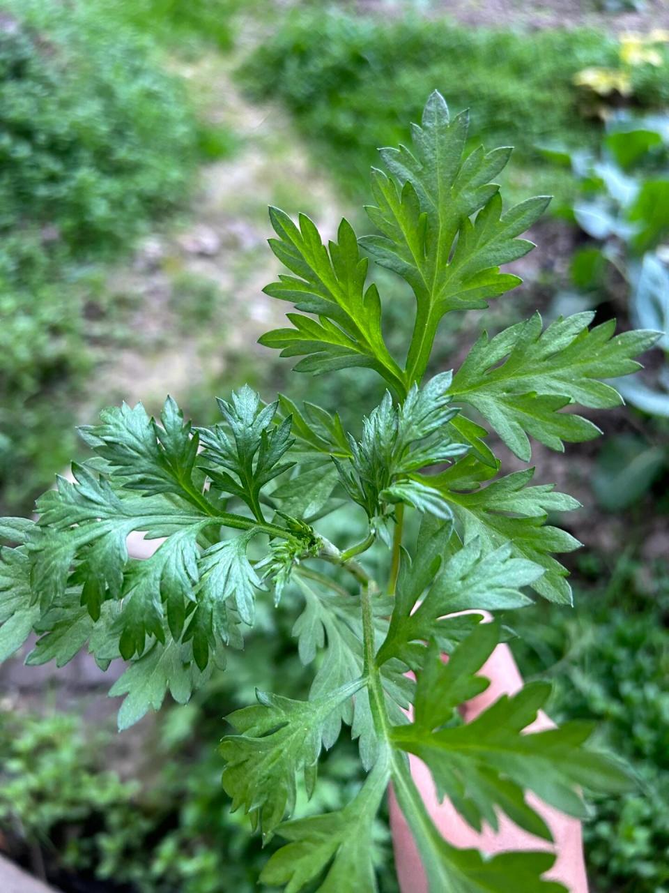 手机版艾草艾草的十大功效与作用-第2张图片-太平洋在线下载