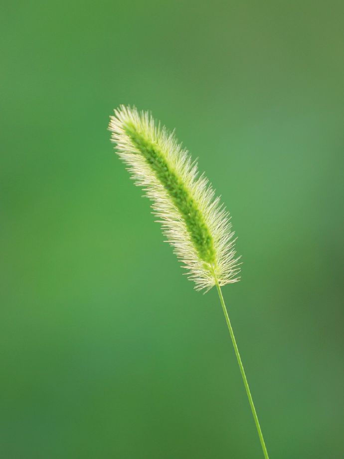 安卓版小草1.5小草tv版下载官方-第2张图片-太平洋在线下载